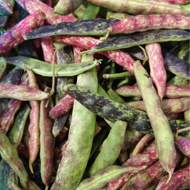 家雀蛋小马掌豆角5斤包邮