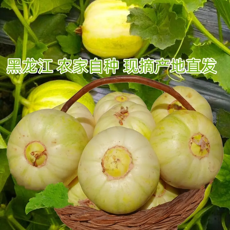 新鲜甜香瓜纯农家肥种小白瓜脆甜瓜头茬现摘一箱5斤包邮自种健康