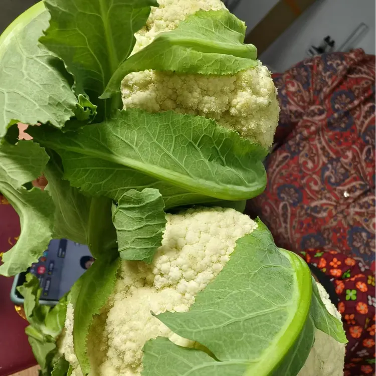 黑龙江新鲜蔬菜菜花包邮