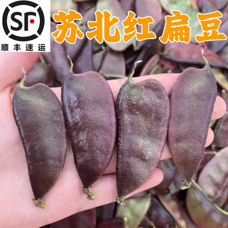苏北露天蔬菜现摘红扁豆 紫扁豆 大耳扁豆 顺丰包邮