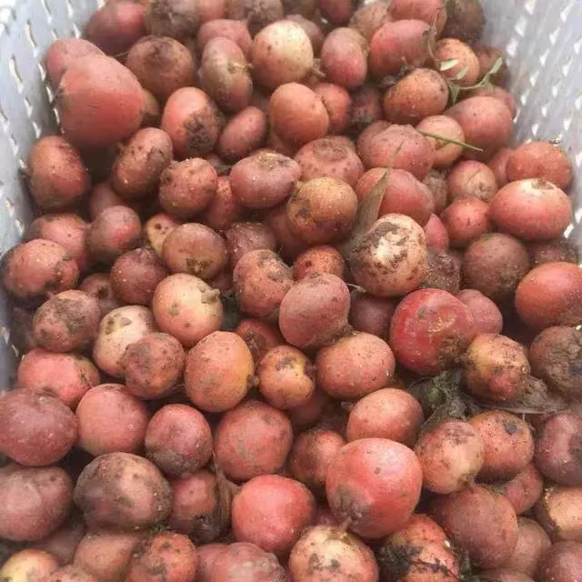 新鲜野地瓜地枇杷地石榴小时候的味道