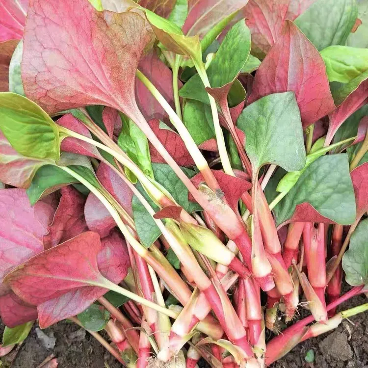 【顺丰包邮】折耳根嫩叶现挖四川鱼腥草叶子折耳根叶子当季凉拌蔬菜