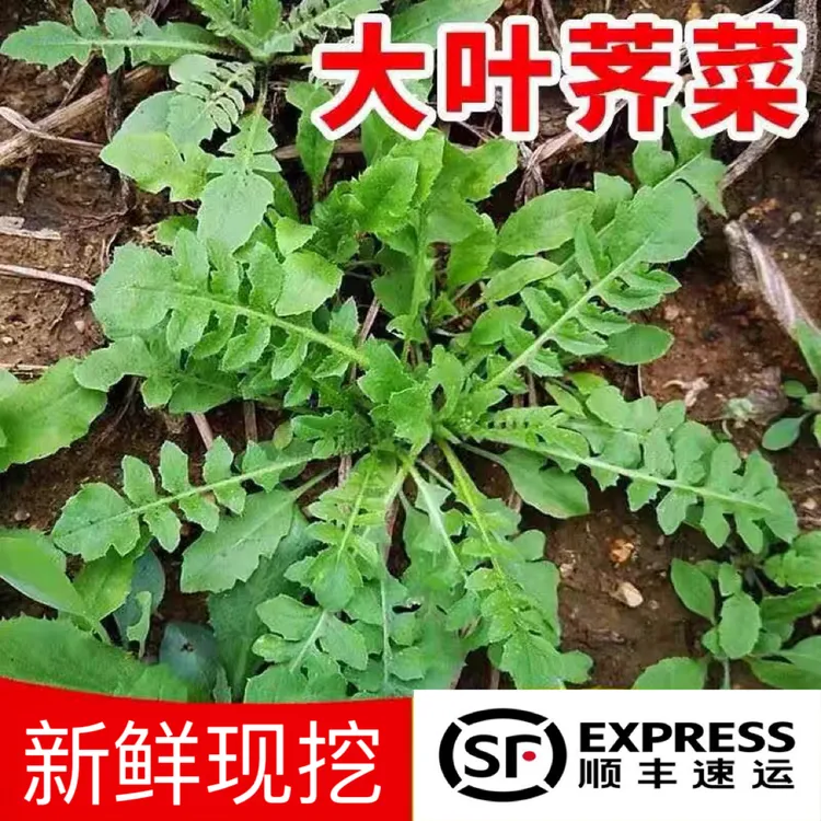 【顺丰包邮】现挖荠菜荠荠菜新鲜地菜汲汲菜饺子馅食材非冷冻蔬菜