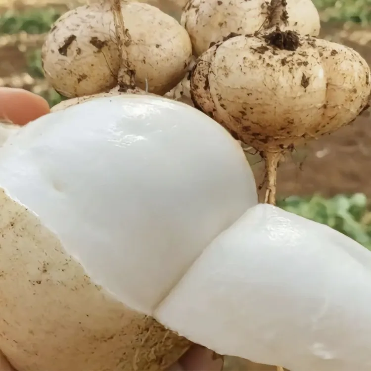 凉薯新鲜广西白地瓜脆甜农家现挖当季水果沙葛番薯土瓜地萝卜清甜