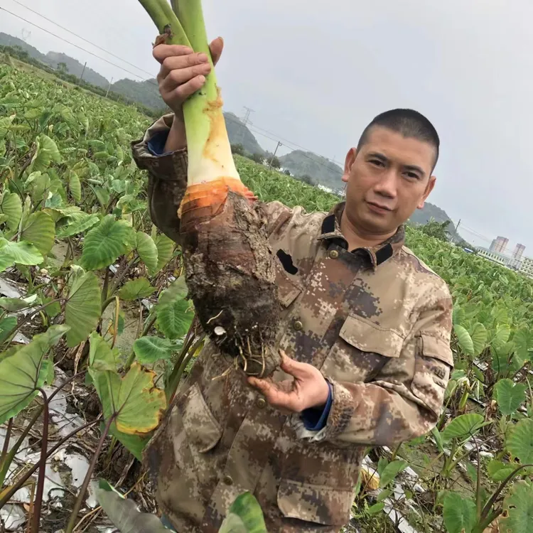 乐昌张溪炮弹香芋新鲜蔬菜粉糯、广东韶关特产2斤送礼特大槟榔芋头