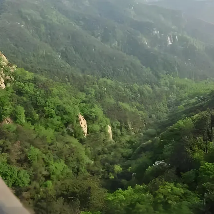 庭院绿植花卉四季常青室内盆栽阳台