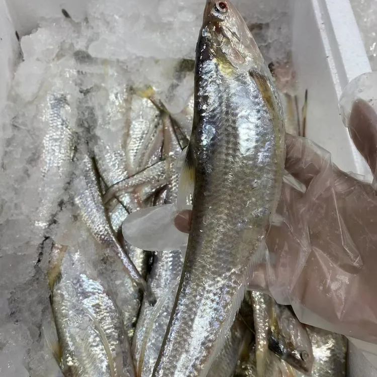 刀鱼，一斤一份，冰鲜发货，石浦海鲜