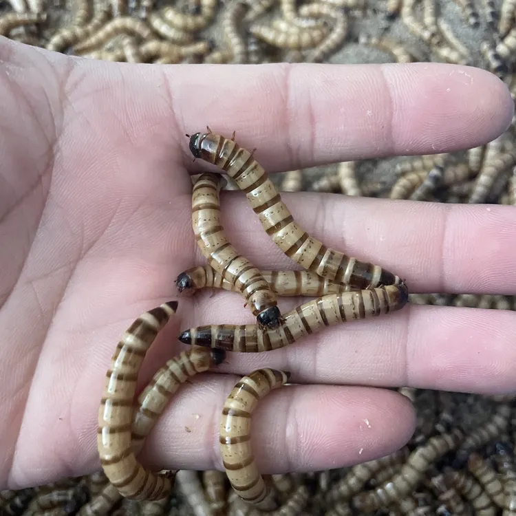 5-6厘米大麦虫活体钓鱼活虫面包虫宠物高营鱼鸟龟虫子饲料