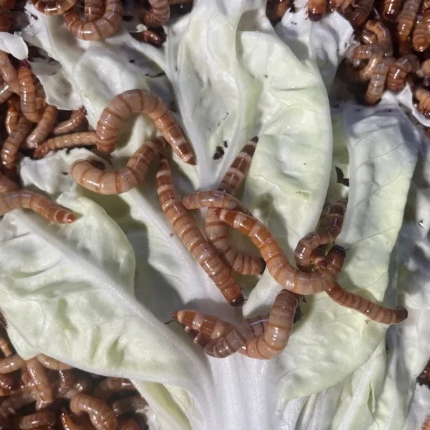 活虫发货小虫3-4厘米大麦虫中号虫