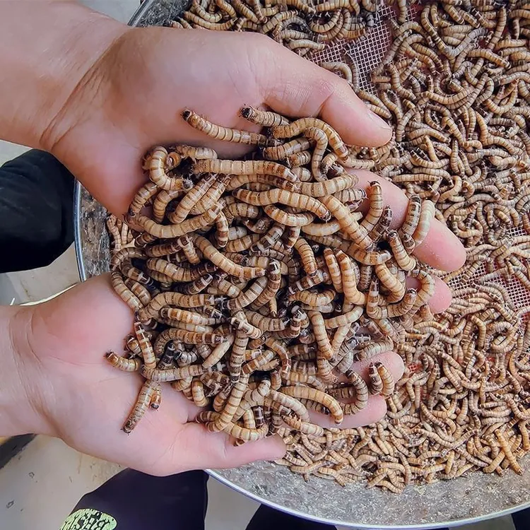大麦虫蛋白虫黄粉虫面包虫金龙鱼鸟龟钓鱼活虫高营养活体宠物饲料