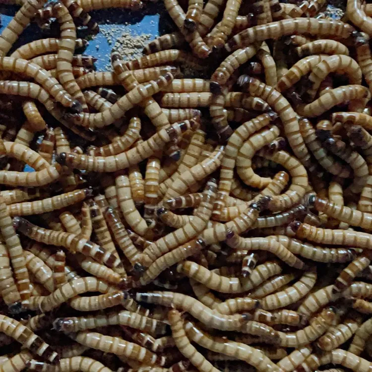 活体新鲜大麦虫蛋白虫黄粉虫面包虫宠物鸟金龙鱼虫子饲料