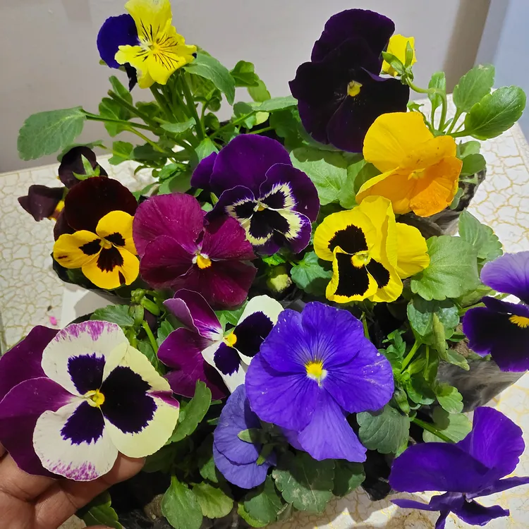 冬季耐寒草花三色堇花苗绿化庭院阳台盆栽蝴蝶花花卉等包邮