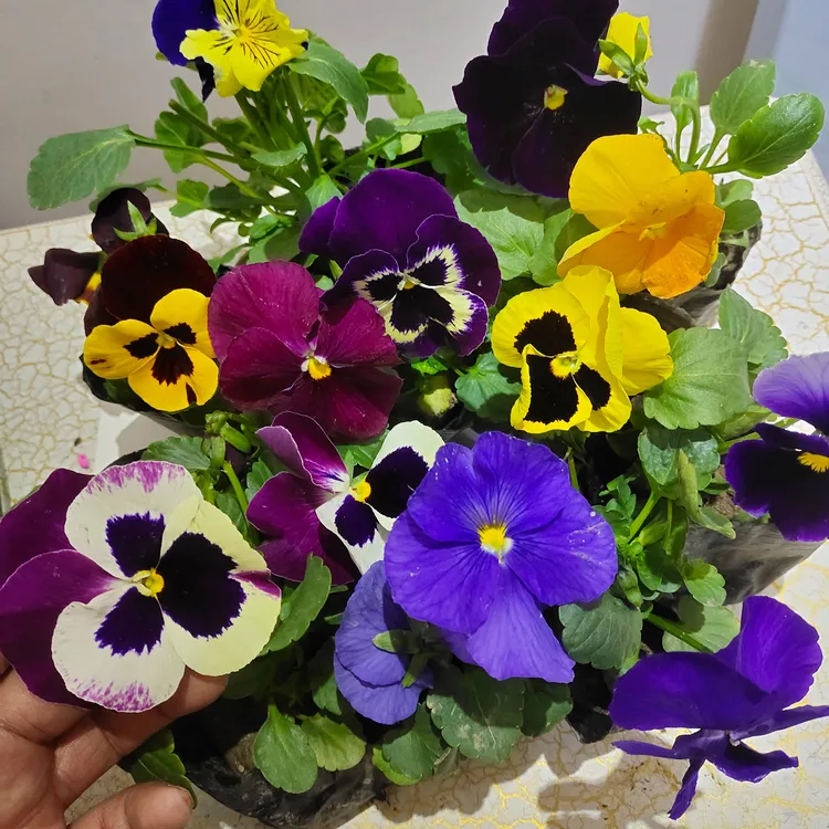 冬季耐寒草花三色堇花苗盆栽绿化猫脸花蝴蝶花好成活包邮多色花卉
