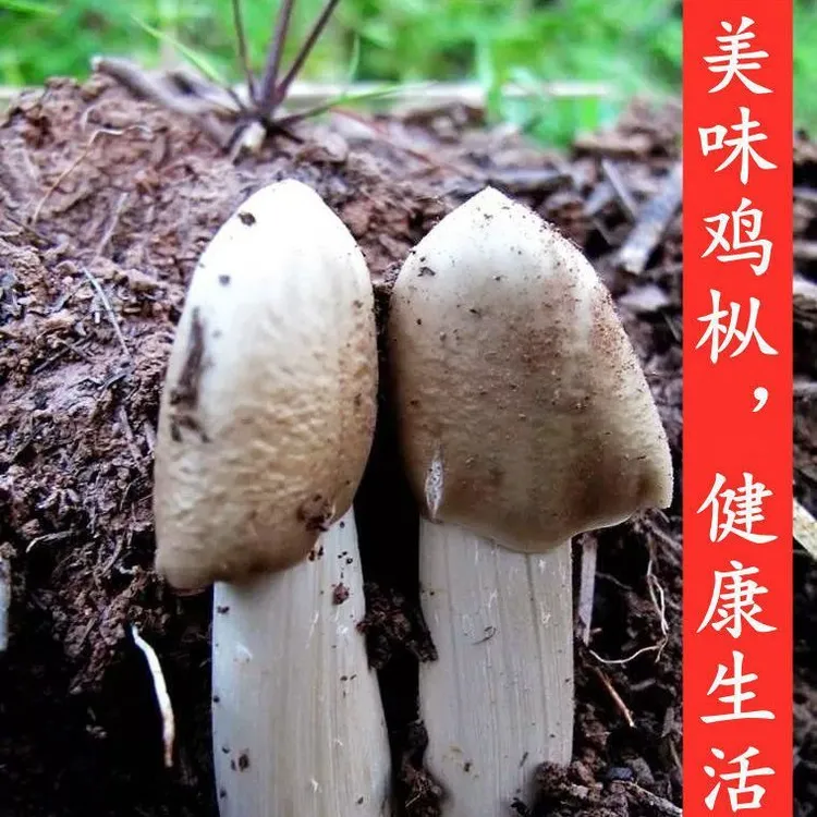 四季云南原种鸡枞菌菌种家种新鲜蘑菇菌包可室内室外庭院野外种植
