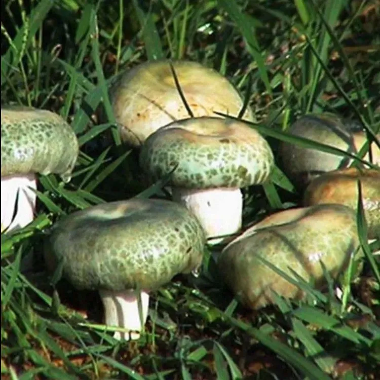 人工种植【菌种】菌包青头菌菇云南野蘑菇菌绿豆菌野山菌梨菇