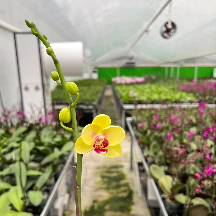 蝴蝶兰2.8寸杯带花带花苞发货