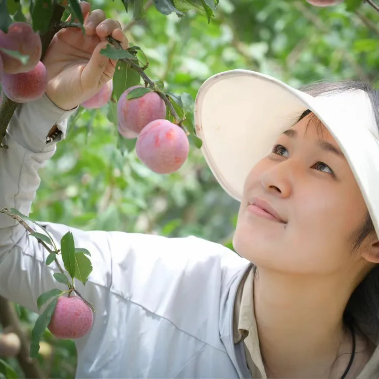 永泰正宗芙蓉李（顺丰包邮） 盖洋采摘新鲜现发 5斤装