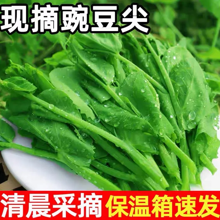 【顺丰包邮】豌豆尖新鲜采摘四川豌豆尖豌豆荚嫩芽豆苗煮汤火锅食材
