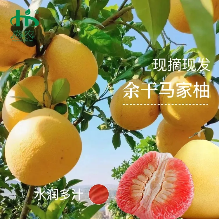 小胖老师专属余干马家柚礼盒装红心柚子当季红肉蜜柚水果现摘现发江西上饶特产