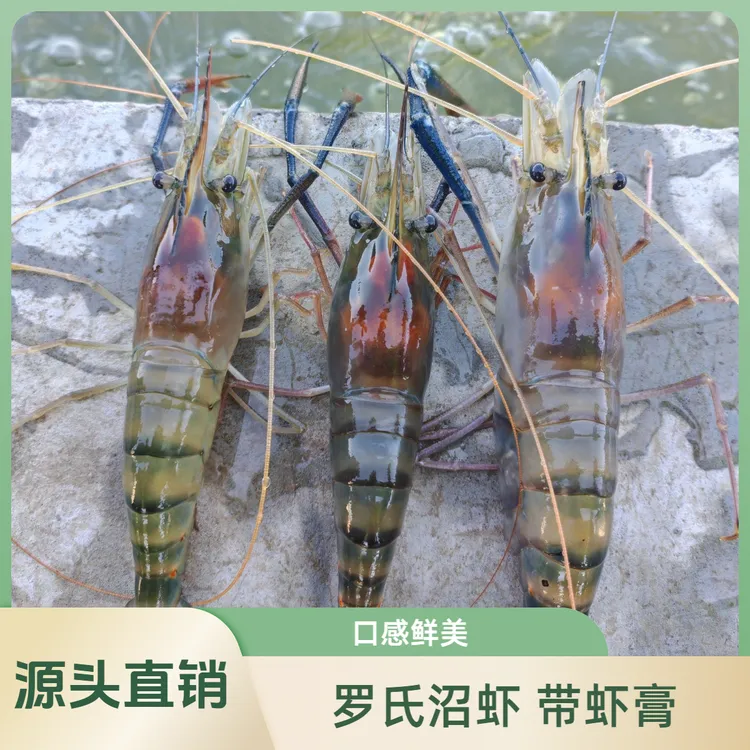 【鲜活红硬膏】只只带黄的罗氏虾  鲜活发货  12-16头/斤