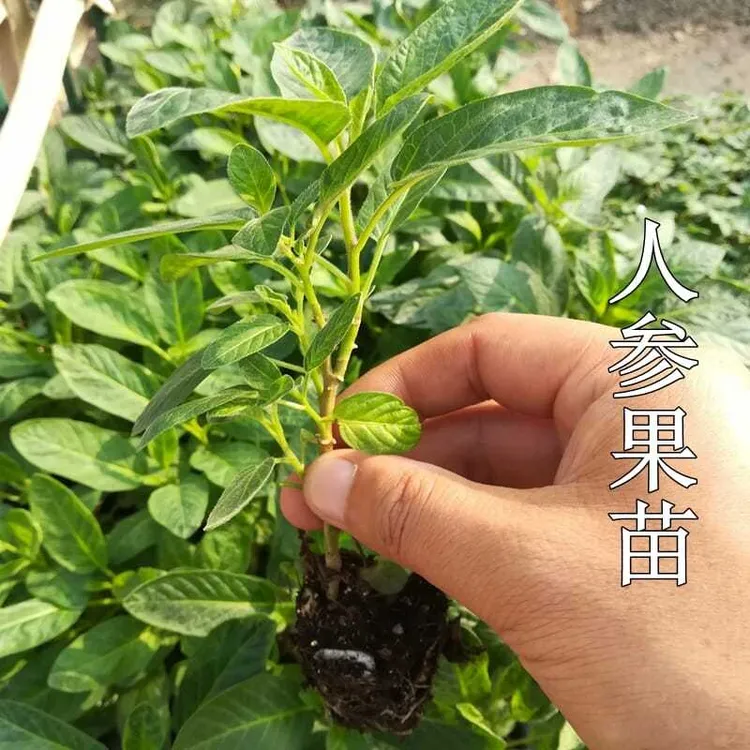 人参果种子人生果树苗水果种籽孑苗四季盆栽观赏食用果苗盆栽秧
