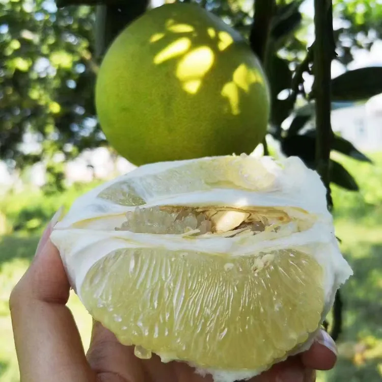贵州特产铜仁冰糖柚白心柚新鲜水果脆爽多汁（精品特大果微酸微苦）