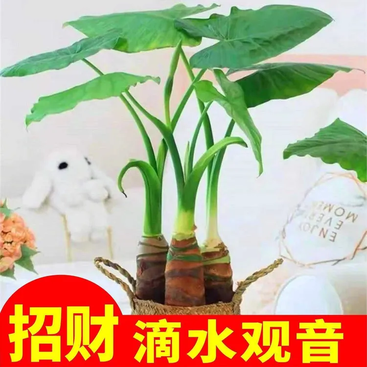 双11滴水观音室内去甲醇绿植大型花卉海芋霸招财旺财王芋净化空气