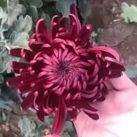 墨菊【带花苞】菊花盆栽九月菊多季开花室内花卉植物