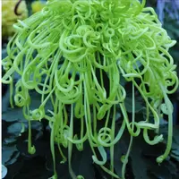 盘龙碧玉【带花苞】菊花盆栽九月菊多季开花室内花卉植物