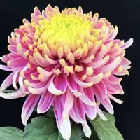 【盘龙木兰】带花苞菊花盆栽九月菊多季开花室内花卉植物