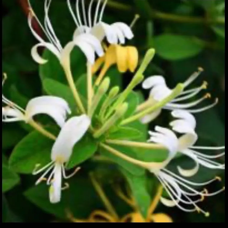 特选金银花盆景老桩 花开绿白黄 种植可观赏可入药 耐寒耐高温