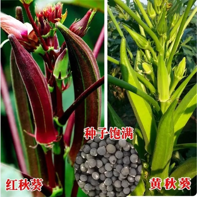 不易老秋葵种子大全高产养生黄秋葵种子四季阳台盆栽营养红秋葵种