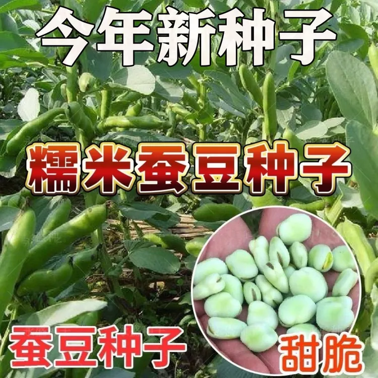 糯米蚕豆特大高产蚕豆种子罗汉豆籽绿心薄皮早熟耐寒蔬菜种子大全