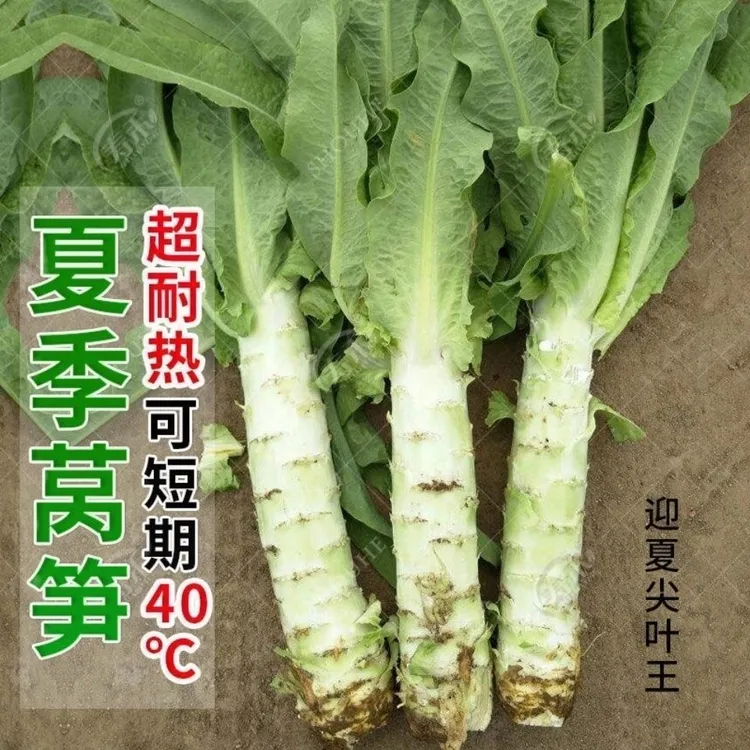 四季莴笋种子高产耐热耐寒青皮绿肉莴笋籽蔬菜种籽阳台种植香莴苣