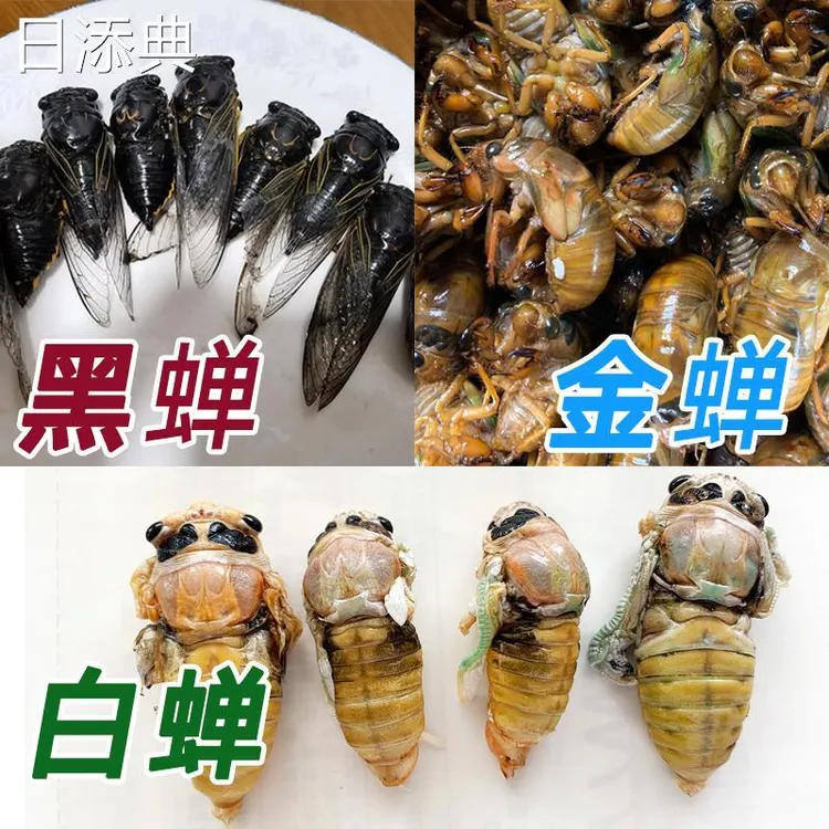白蝉知了猴新鲜黑蝉包邮山东特产银蝉脱壳白蝉油炸金蝉山东特产
