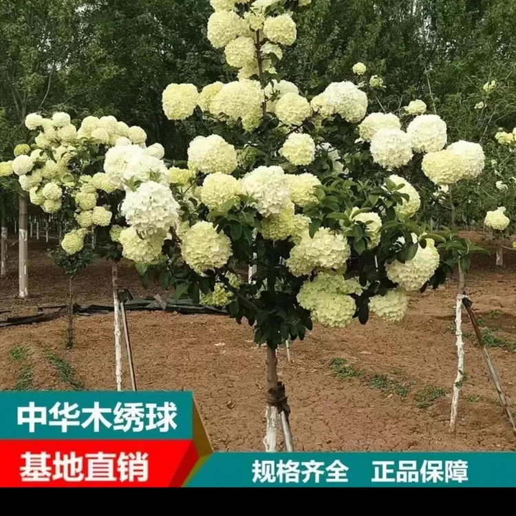 中华木绣球斗球耐寒耐晒别墅庭院阳台植物好养活南北方栽种