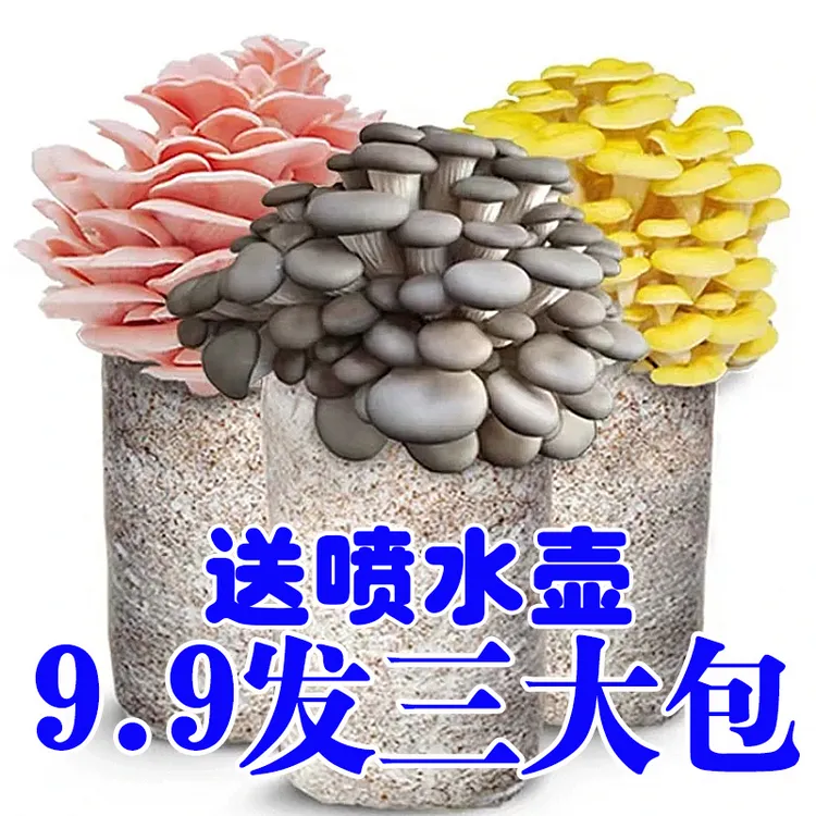 【好养买1发3】喷水就长菌包好养蘑菇菌包菌菇种植包食用菌菌棒平菇