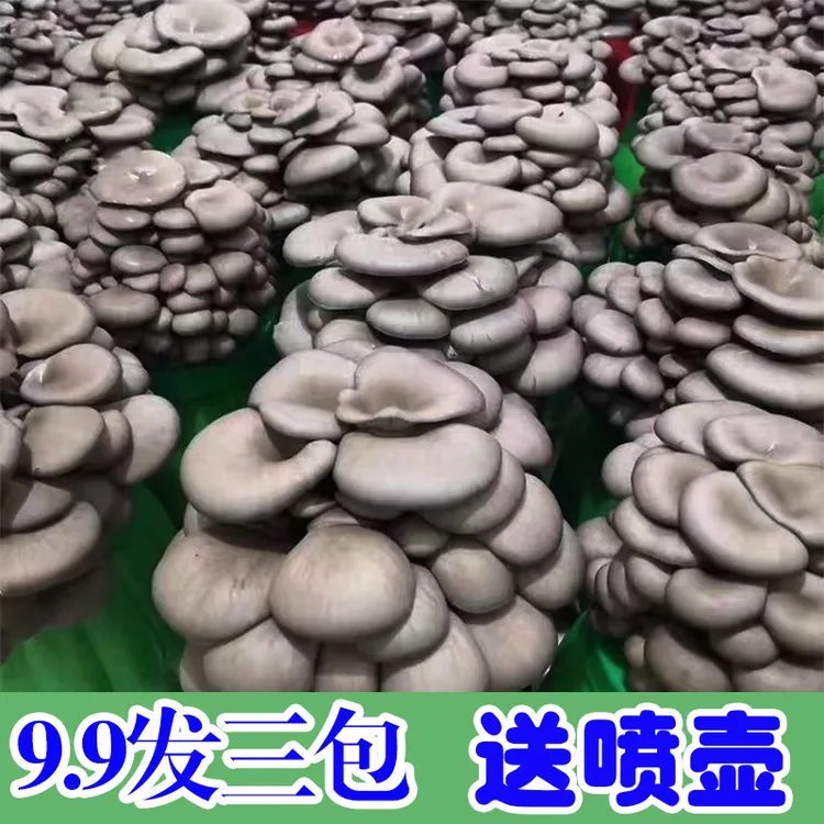 【好养买1发3】喷水就长菌棒蘑菇菌包菌包好养菌菇种植包食用菌平菇