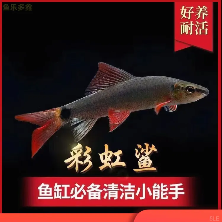 彩虹鲨热带鱼水族鱼缸淡水观赏群游鱼群游观赏鱼小型观赏鱼清道夫