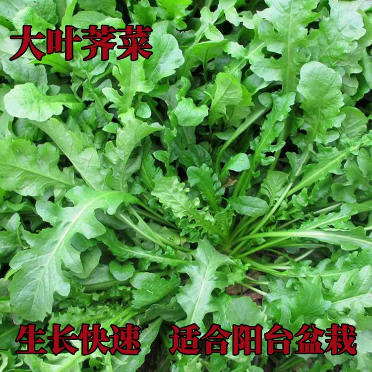 【大叶荠菜种子】农家菜籽四季地菜种籽食用盆栽荠菜种子青菜籽