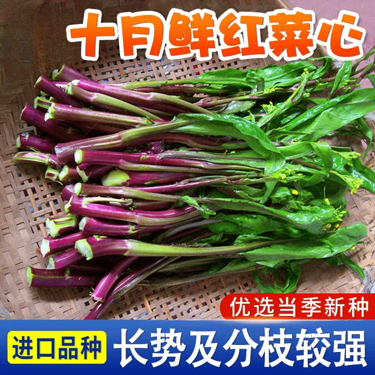 【红菜苔种子】十月红紫菜苔白菜心种籽家庭种植四季播种蔬菜种子