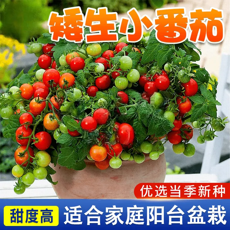 矮生【小番茄种子】阳台盆栽樱桃水果番茄可观赏四季种植蔬菜种籽