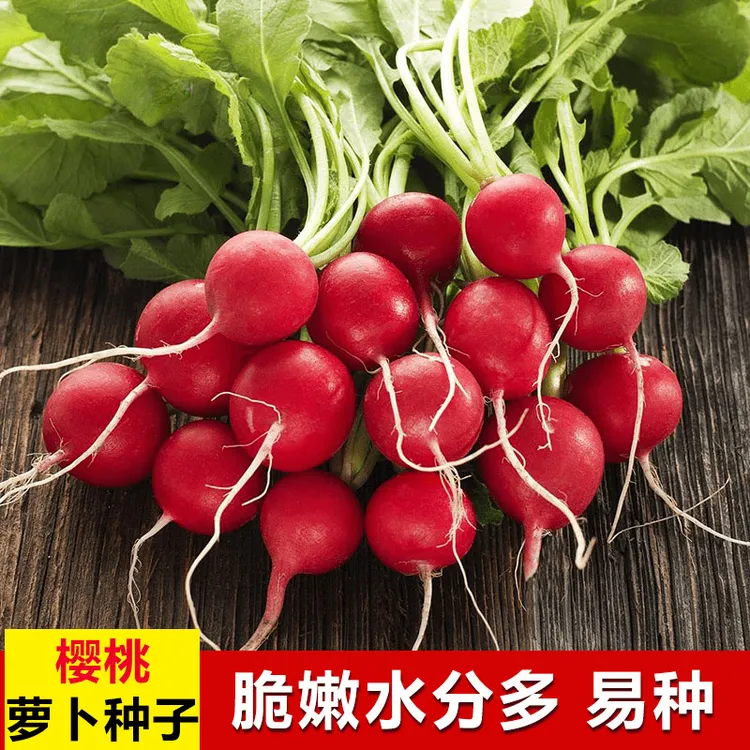 【樱桃萝卜种子】红皮水果甜脆红萝卜种籽四季阳台盆栽早熟蔬菜种籽