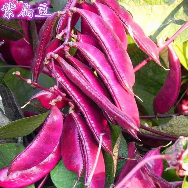 【紫眉豆种子】种籽扁豆荷兰豆盆栽庭院爬藤四季春夏播蔬菜种孑籽
