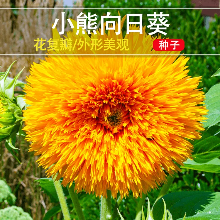 【玩具熊向日葵种子】育苗矮生四季阳台盆栽观赏葵花简单花花种子