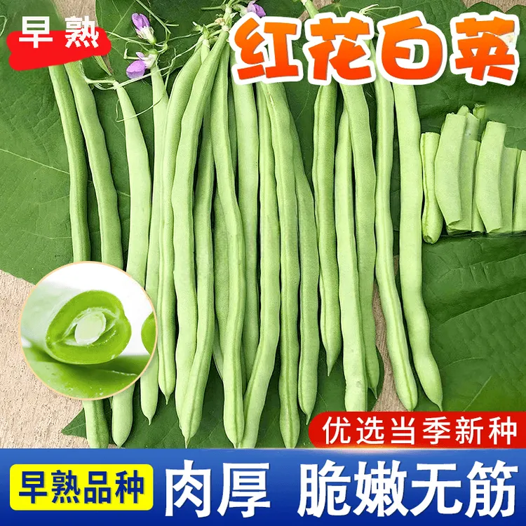 早熟【四季豆种子】四季爬藤播种简单种植架豆蔬菜种子芸豆无筋扁豆