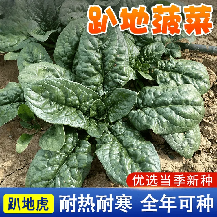 可越冬【趴地菠菜种子】大叶红根耐热耐寒黑绿越冬菠菜秋冬蔬菜种籽