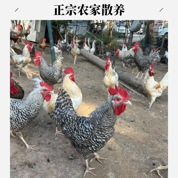 正宗农家散养土鸡柴鸡芦花鸡走地鸡纯粮食蔬菜喂养公鸡【顺丰包邮】