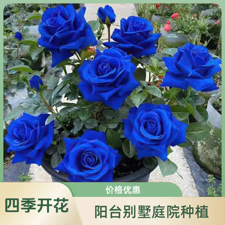 四季开花蓝色妖姬玫瑰花阳台别墅庭院种植玫瑰盆栽地栽绿植