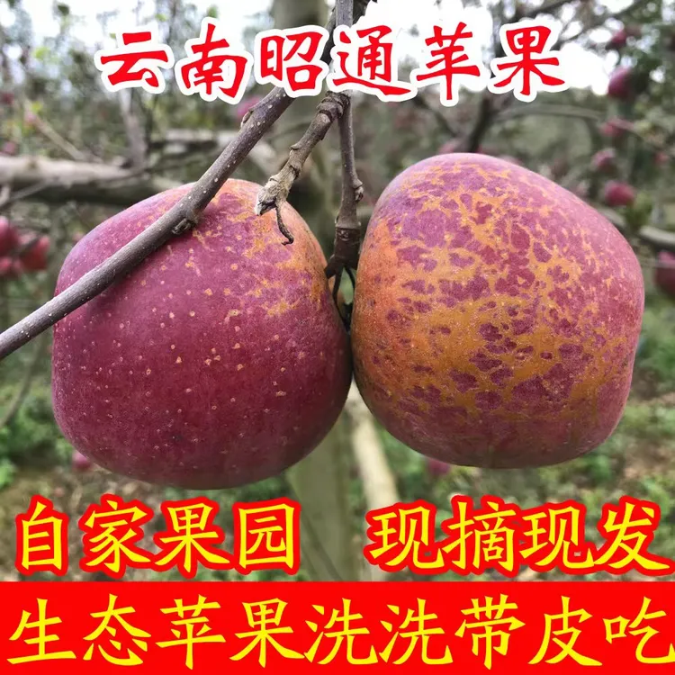 云南昭通冰糖心丑苹果新鲜水果果园直发脆甜自然原生态现摘现发
